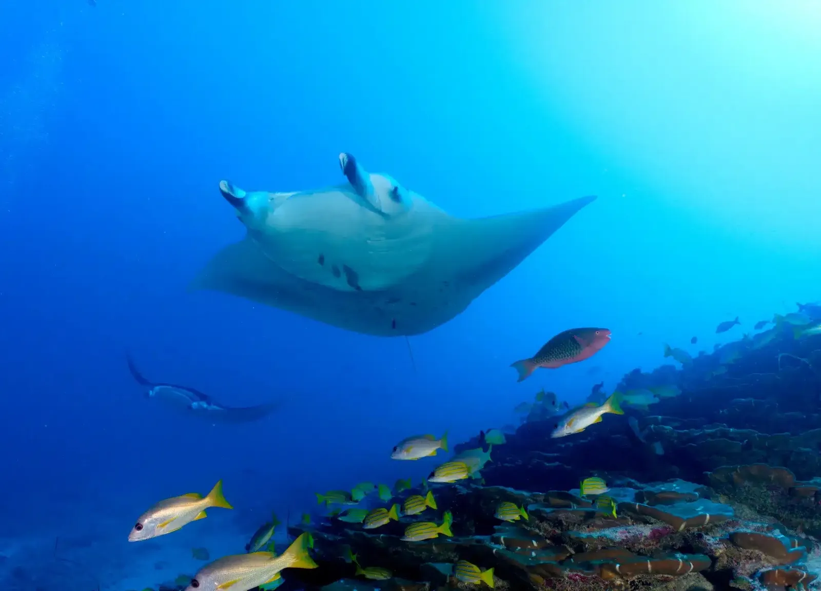 A manta ray above the reef, yellow fish around it