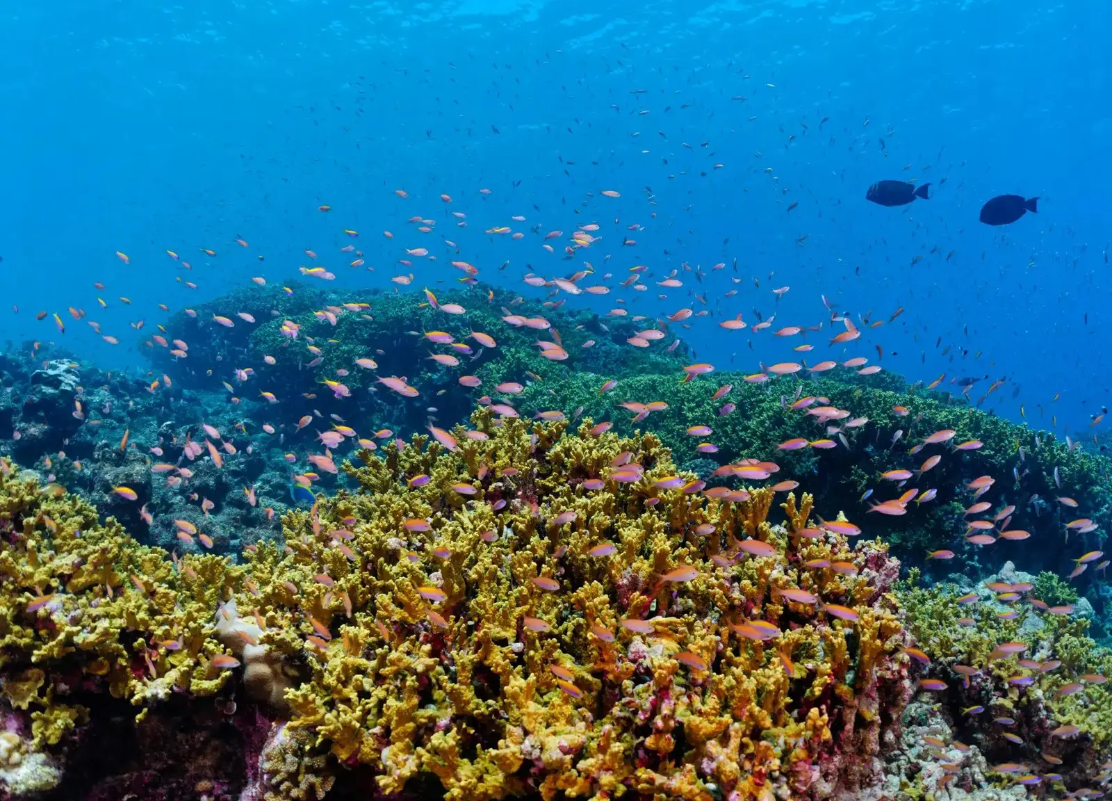 A shoal of red fish above the coral