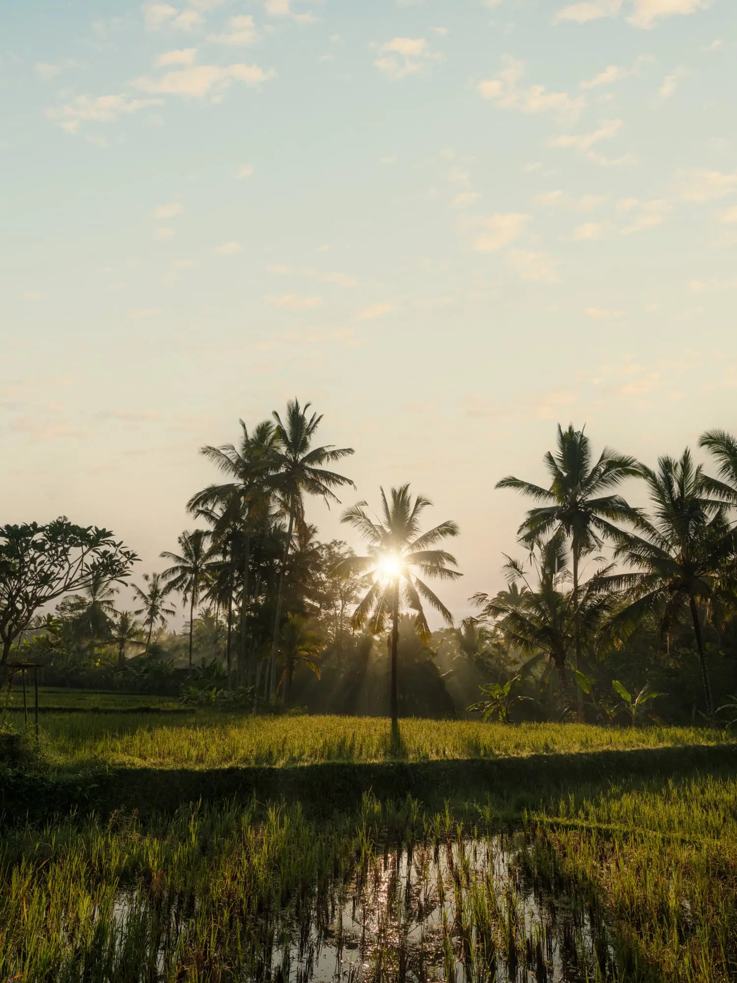 The sun rising between palms behind a flooded rice field.