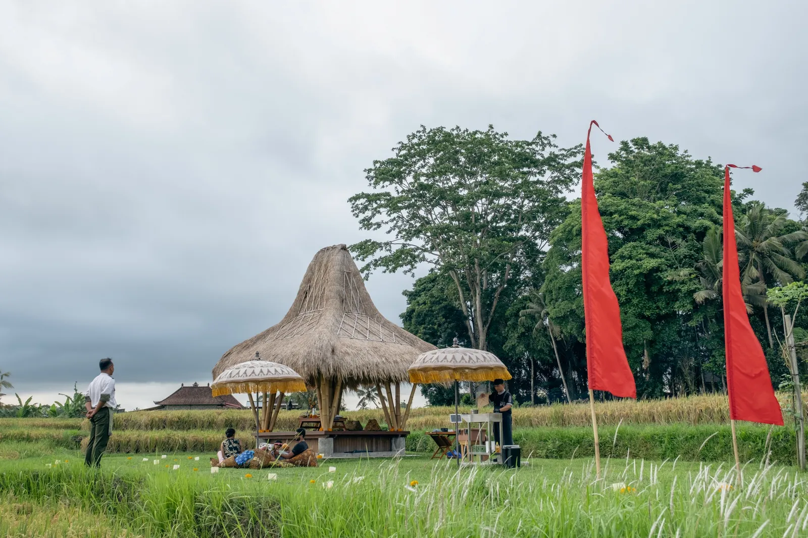 A satay dinner in the rice field: a thatched gazebo, parasols and red flags in the middle of the green rice.