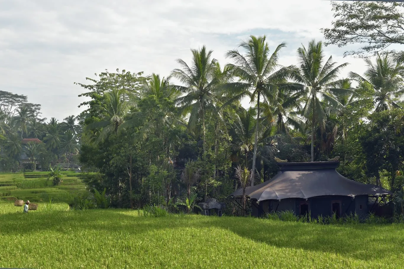 A black-roofed tent at the edge of a green rice field, with the palms of Keliki behind it.