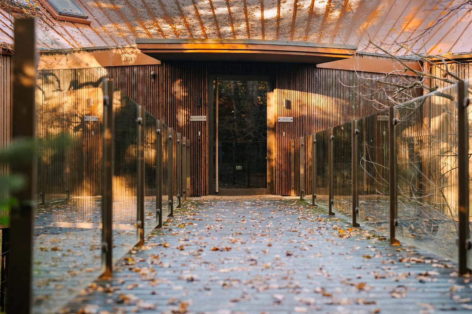 The timber and glass walkway to a treehouse door, in autumn