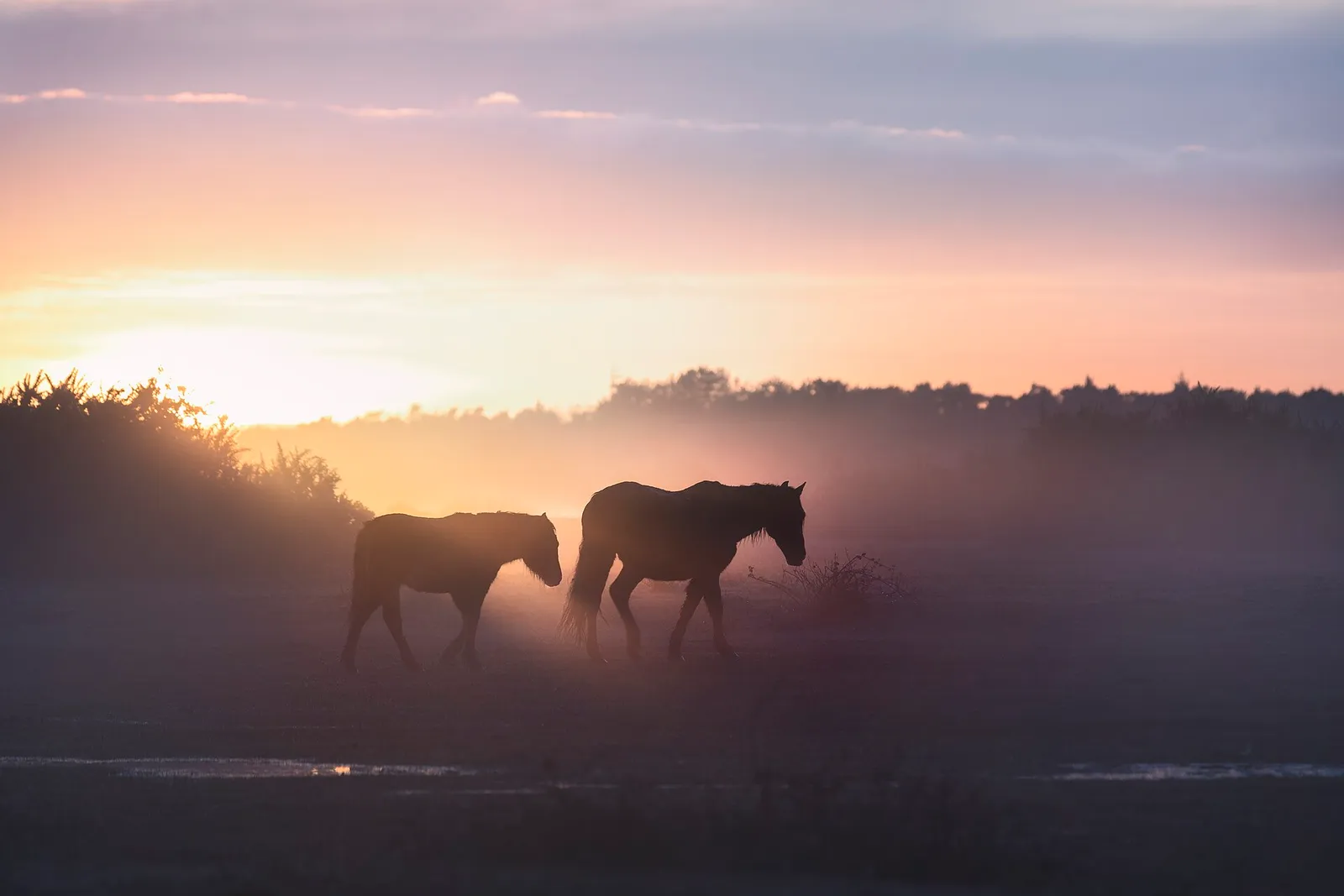 2 New Forest ponies against the light on the heath at sunrise