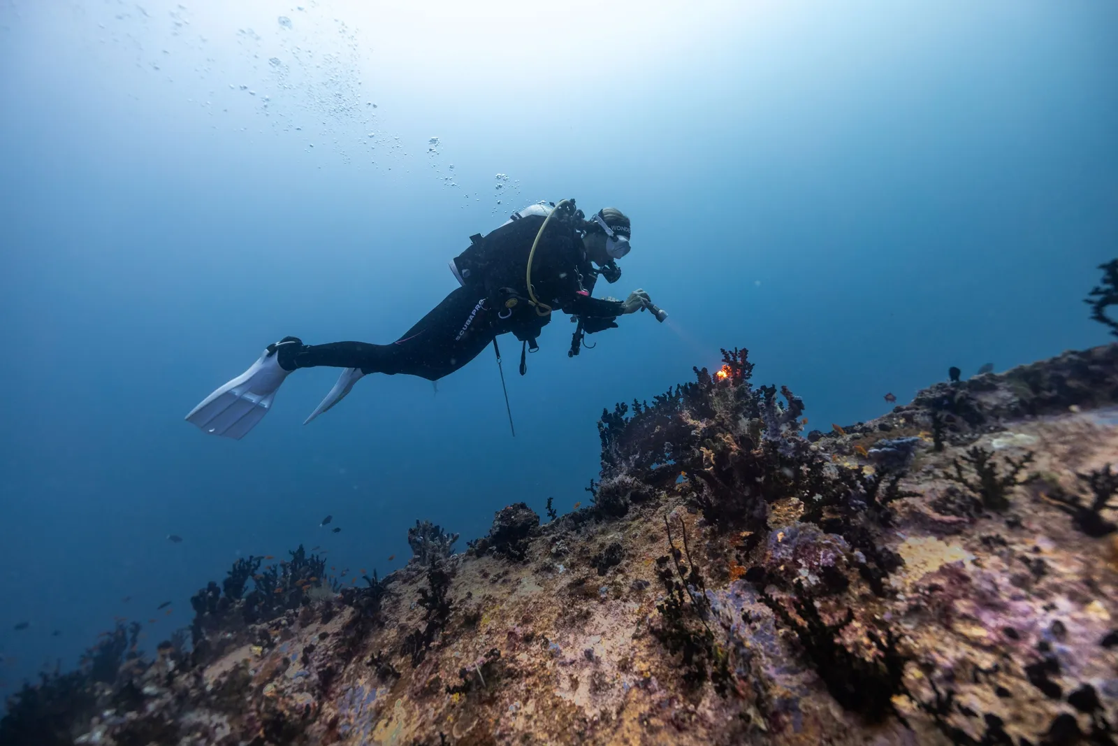 A scuba diver swimming above the reef’s corals