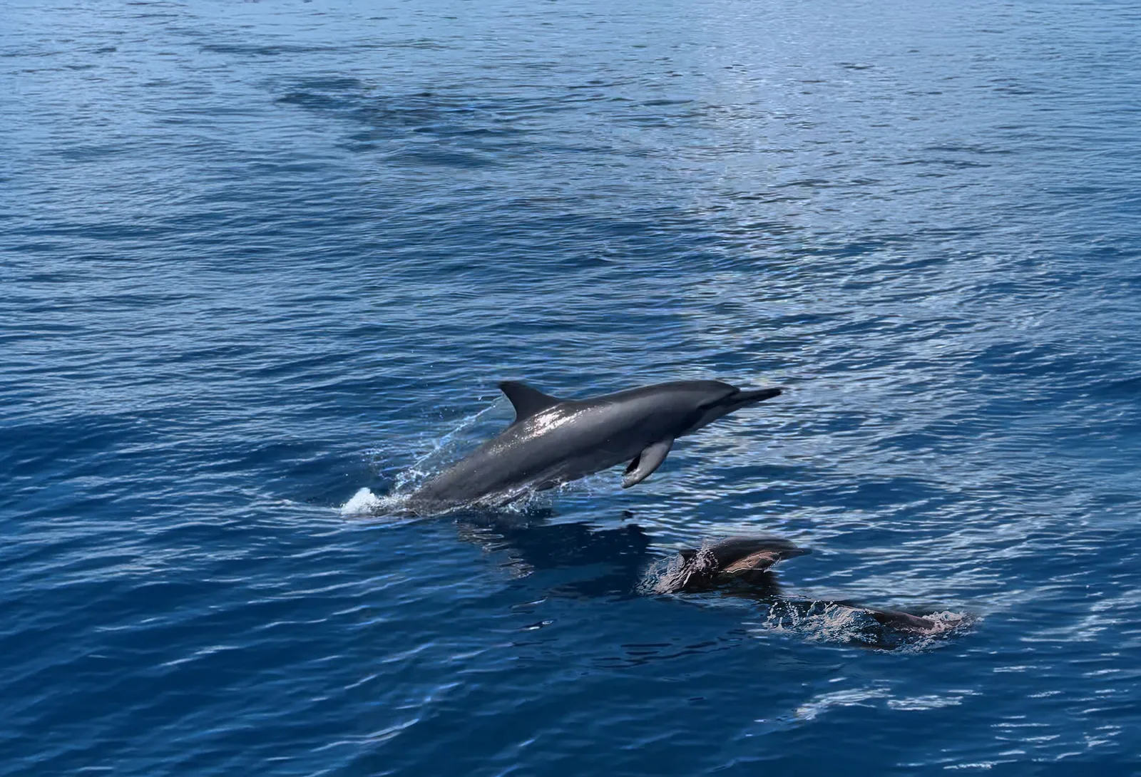 A dolphin leaping above the open sea