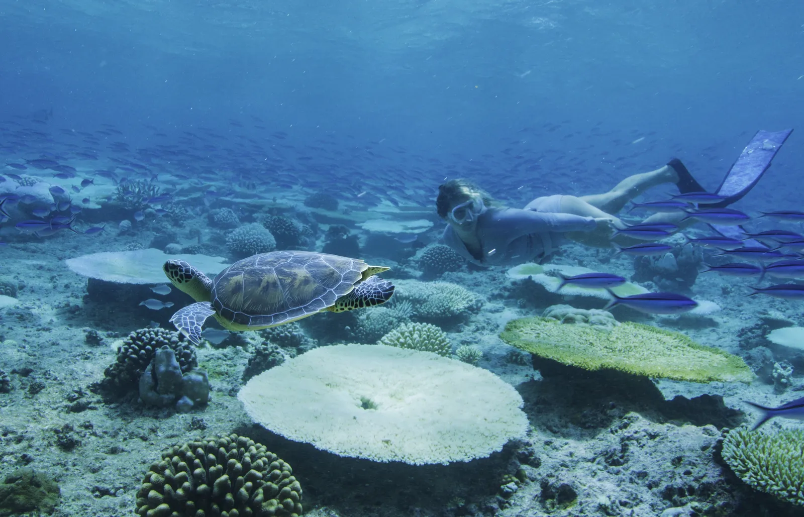 A sea turtle swimming above the corals