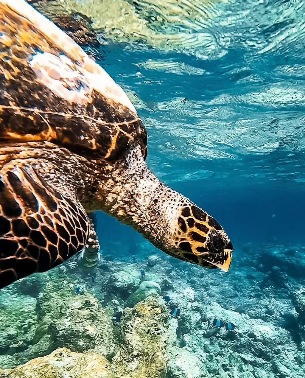 Underwater, a hawksbill turtle swims over the reef, just below the surface.