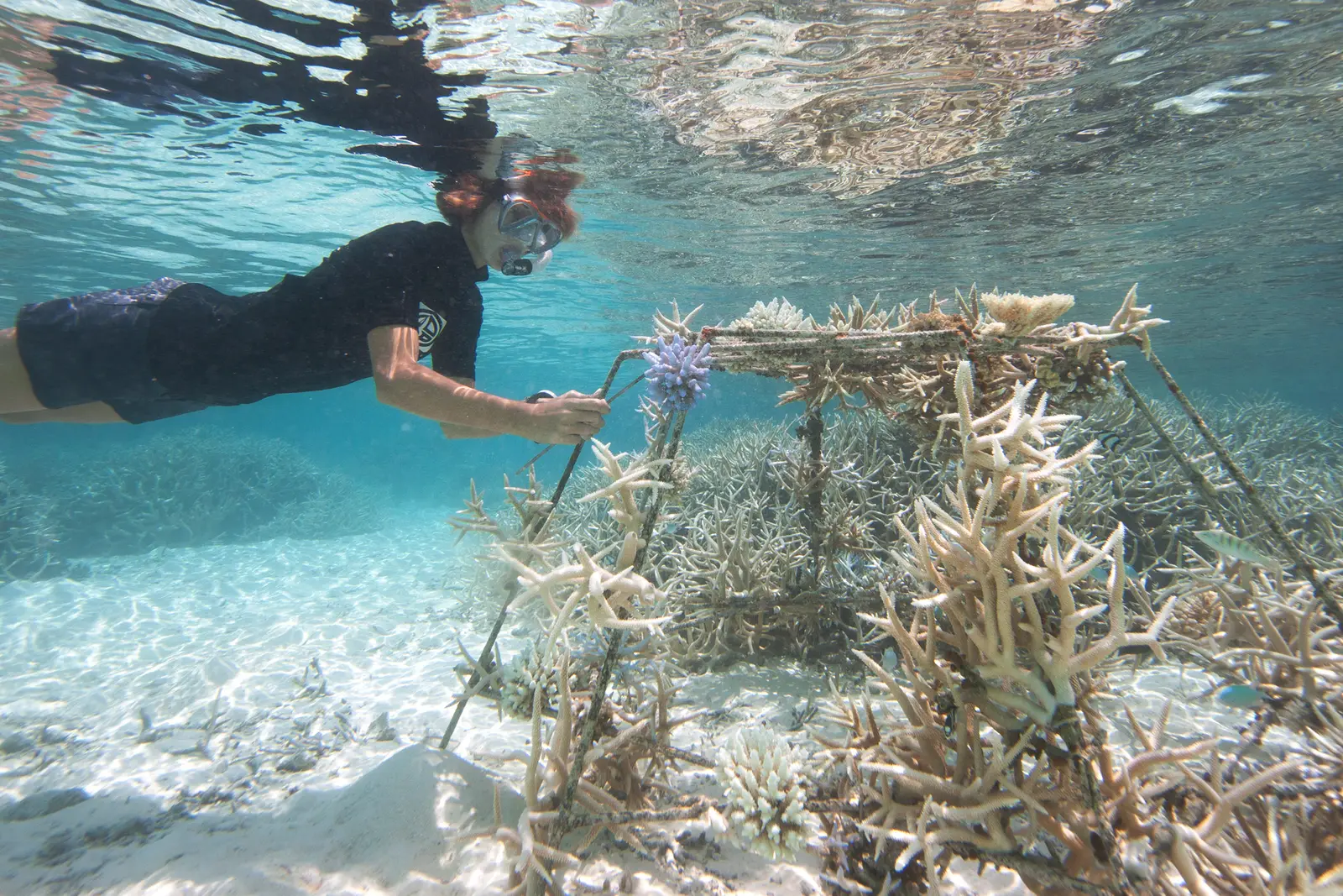 A snorkeller fixing a coral fragment to a nursery frame in the lagoon.