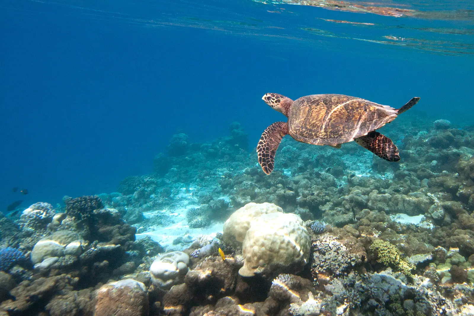 A hawksbill turtle swimming over the reef, between corals and pale sand, in clear water.