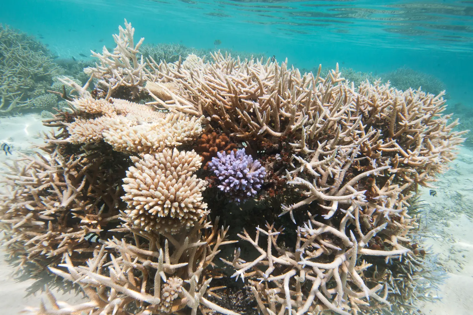 A coral nursery frame in the lagoon, covered in branching corals.
