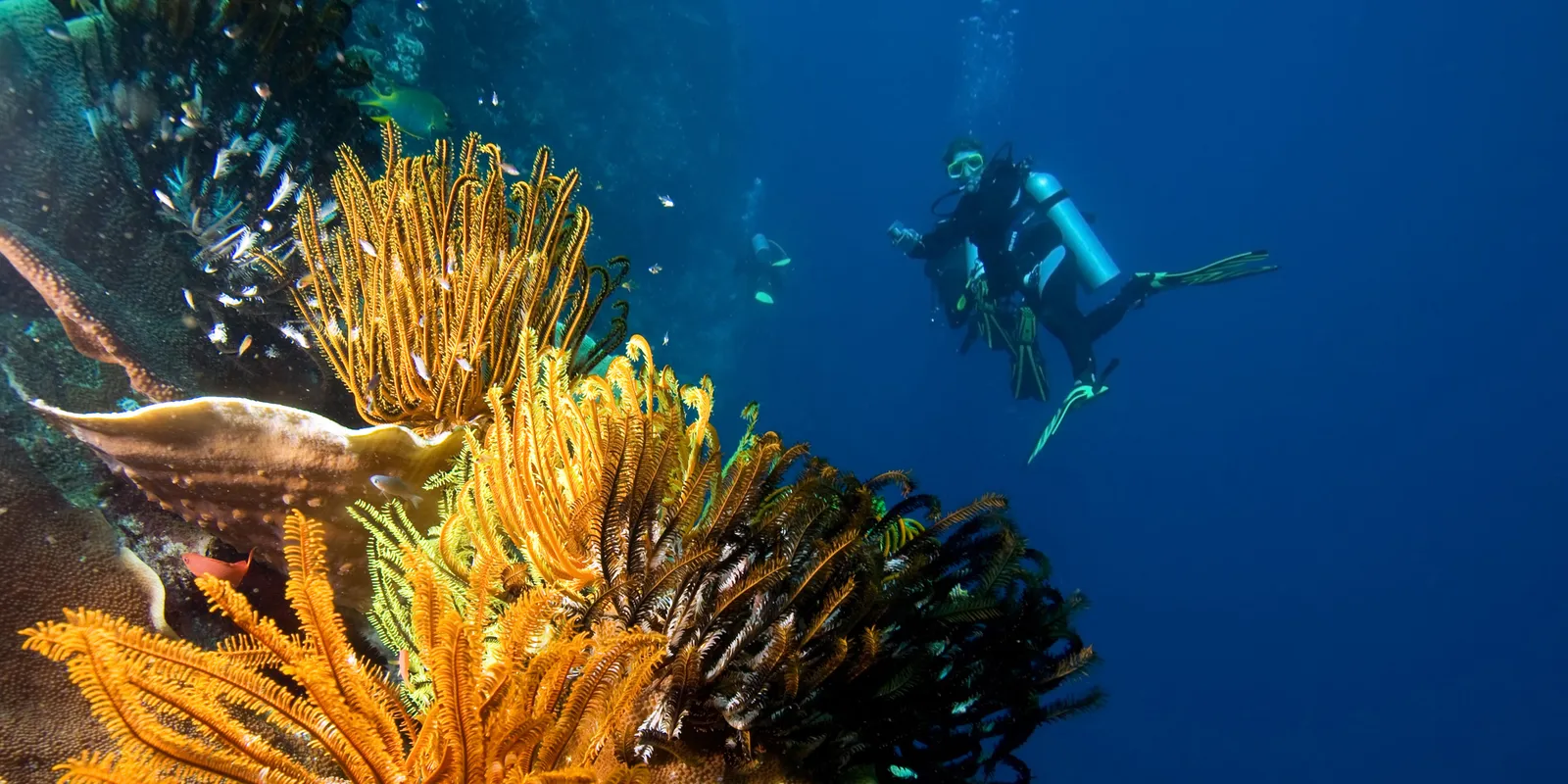 A diver in the blue beside a wall of yellow feather stars and a shoal of fish.