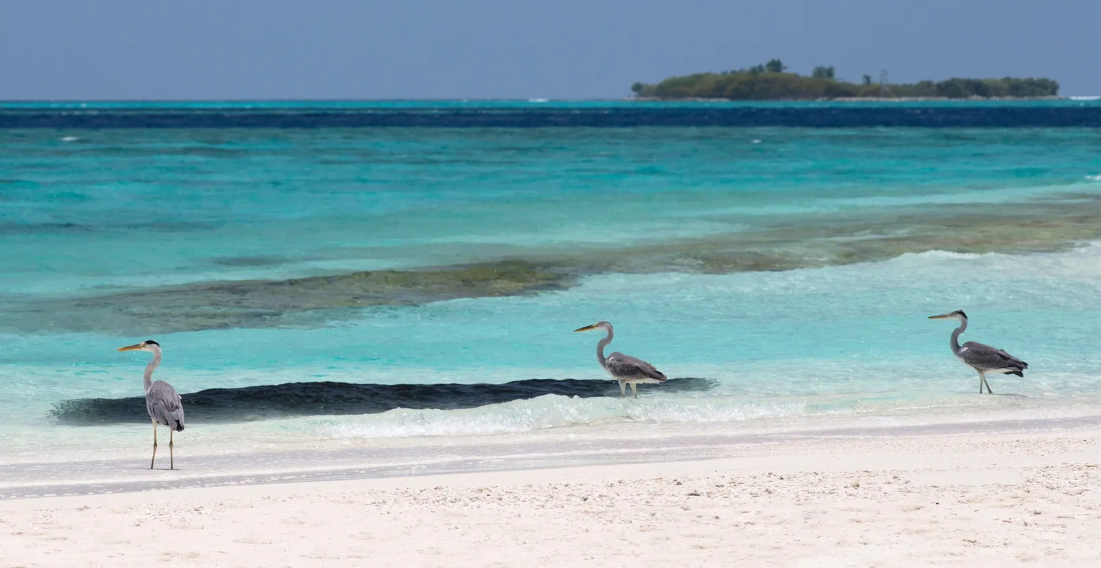 3 herons on the white sandy shore, with the turquoise lagoon and a green island in the distance.