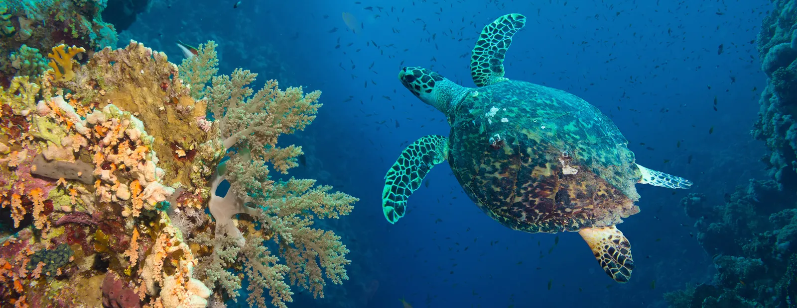 A hawksbill turtle swims through the blue beside a wall of soft corals.