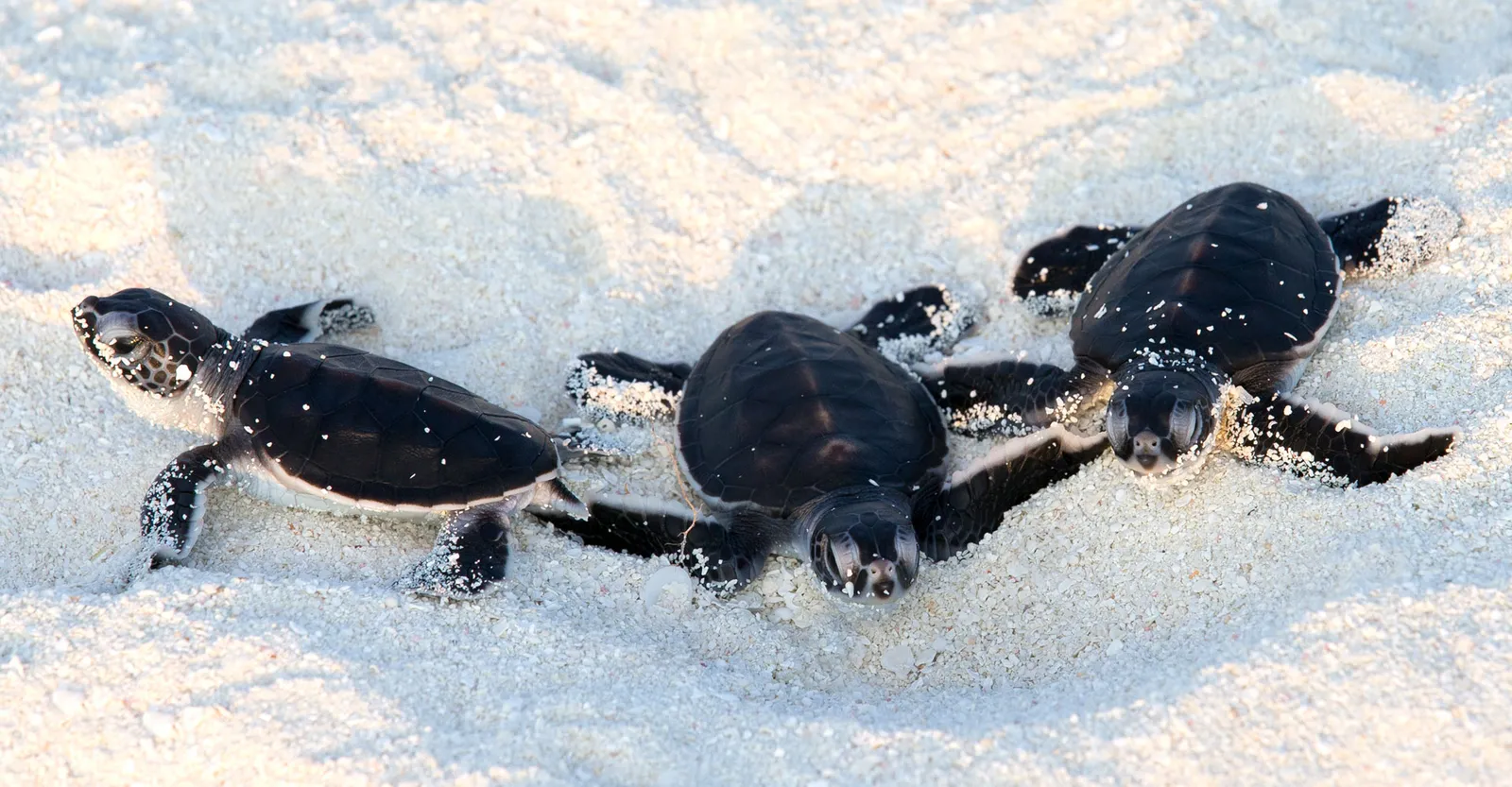 3 newly hatched turtles crawl across the white sand.