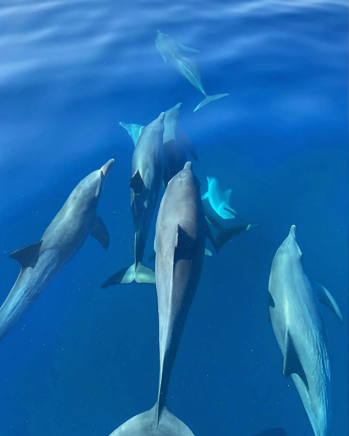 A pod of dolphins just below the surface, in the blue, seen from above.