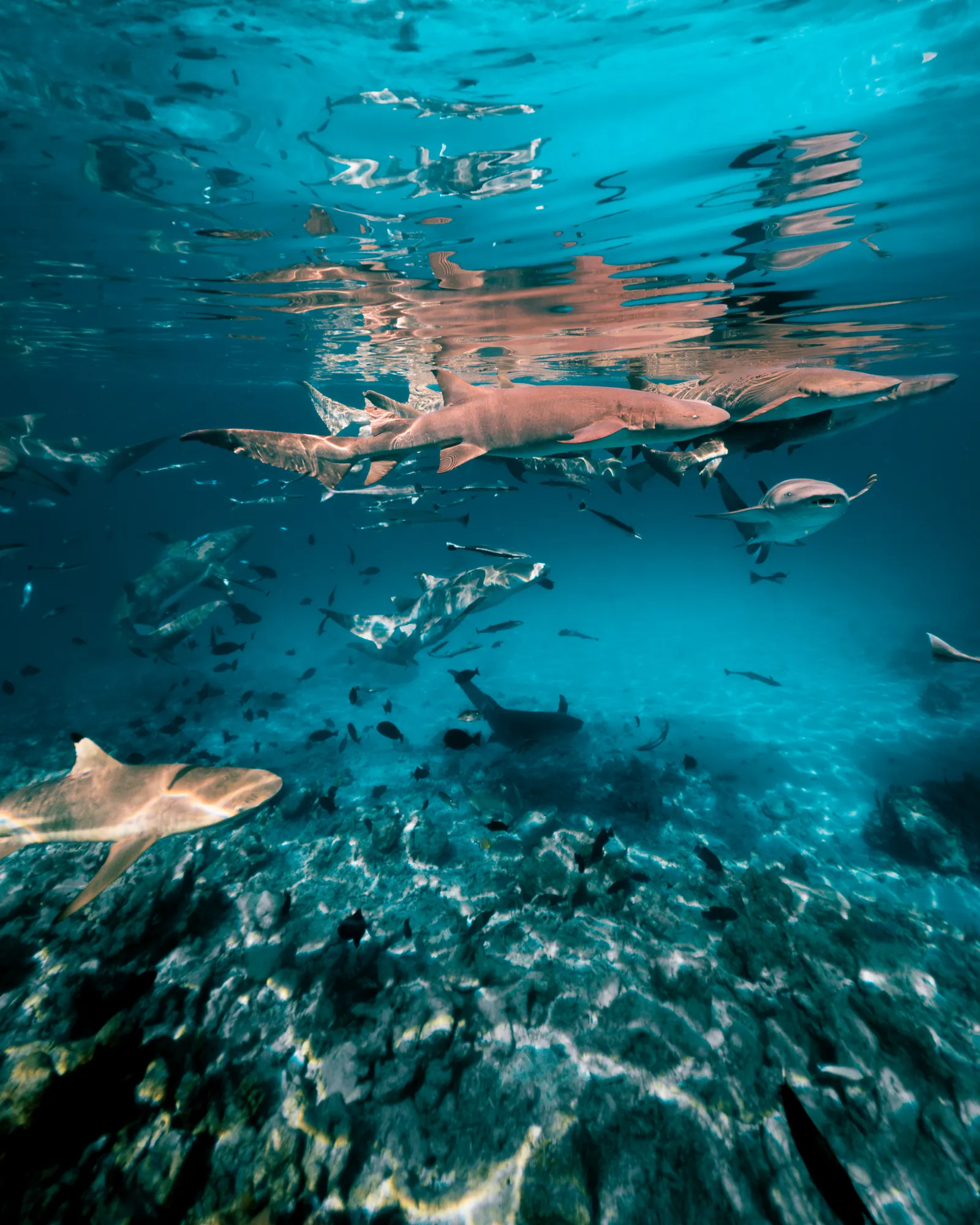Nurse sharks and blacktip reef sharks underwater, close to the surface, above the coral floor.