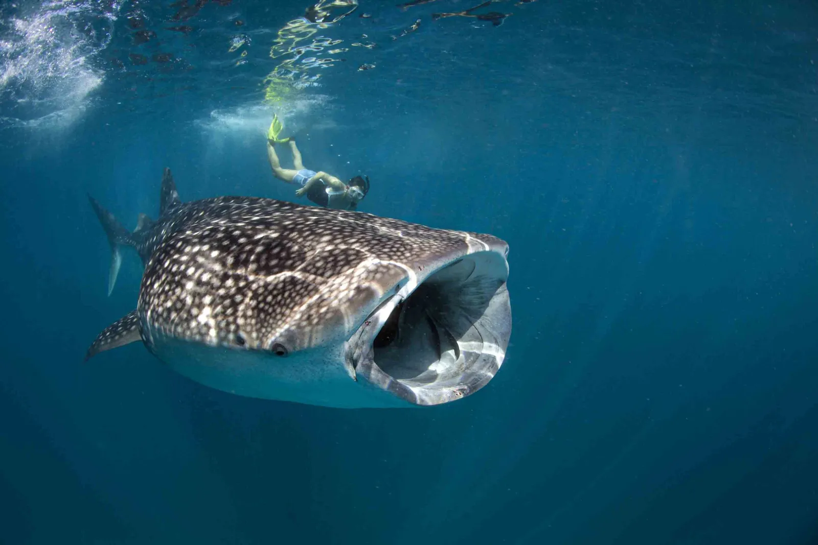 A whale shark swimming open-mouthed, a snorkeller above