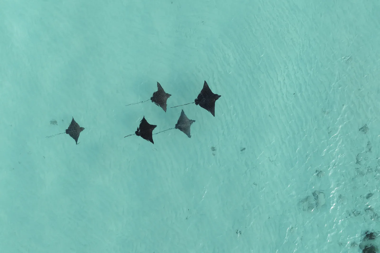 5 eagle rays in the turquoise lagoon, seen from above