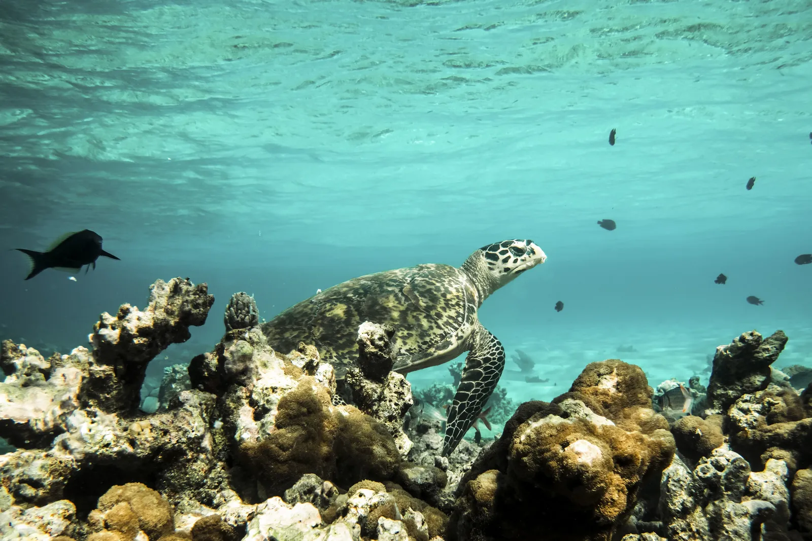 A turtle among coral heads, fish in the blue