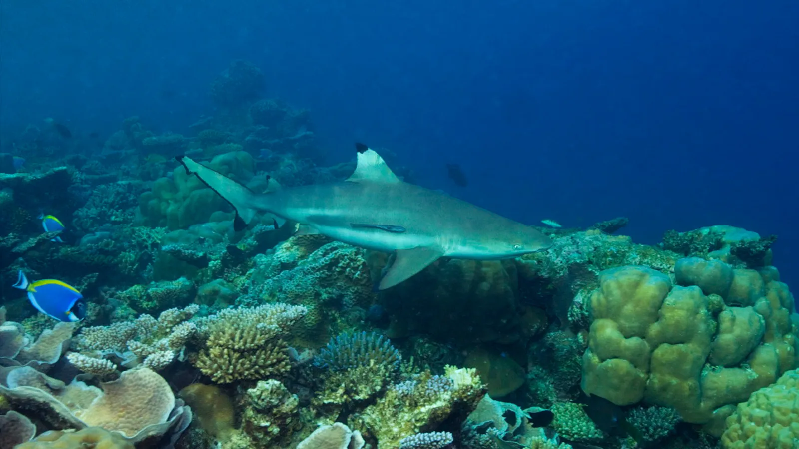 A blacktip reef shark passing over the corals, among the surgeonfish.