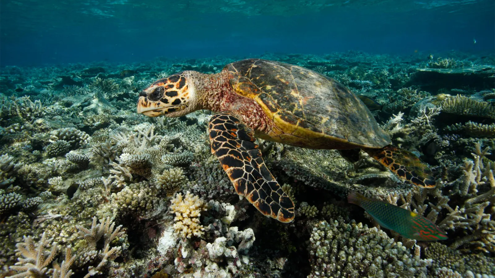 A hawksbill turtle swimming over the corals of the house reef.