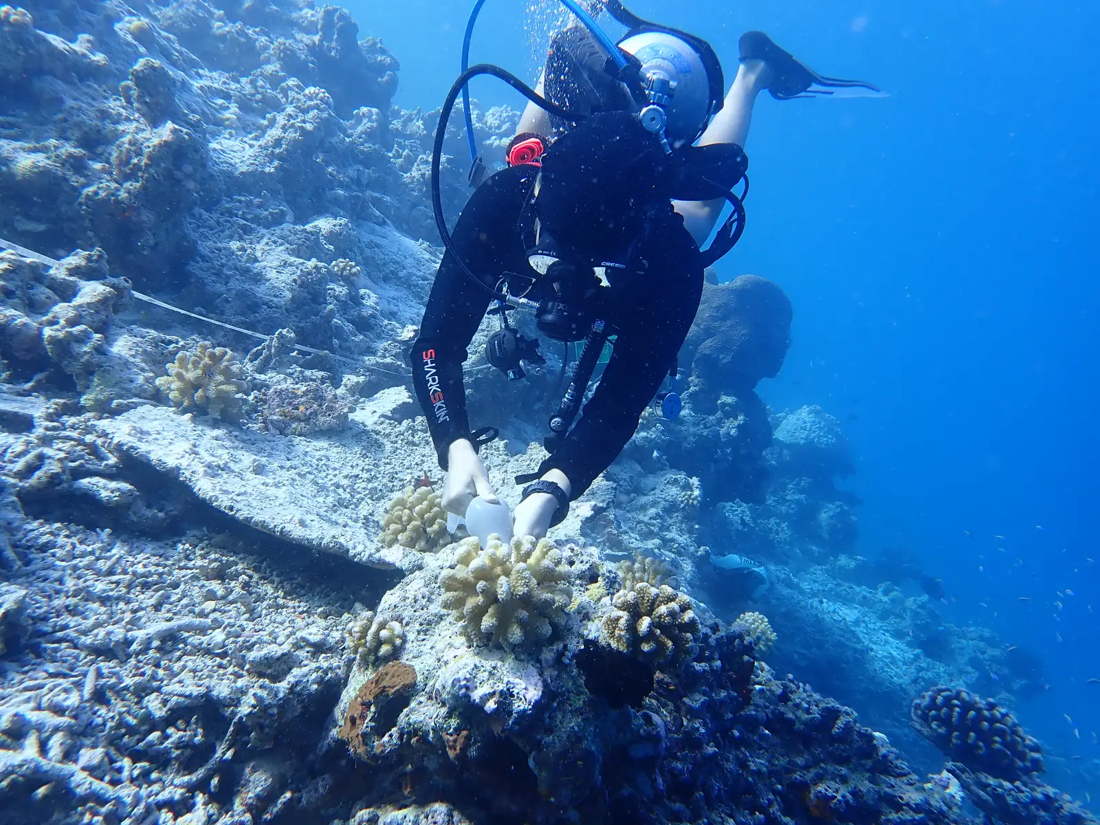 A diver fixing a coral fragment on the reef, in blue water.