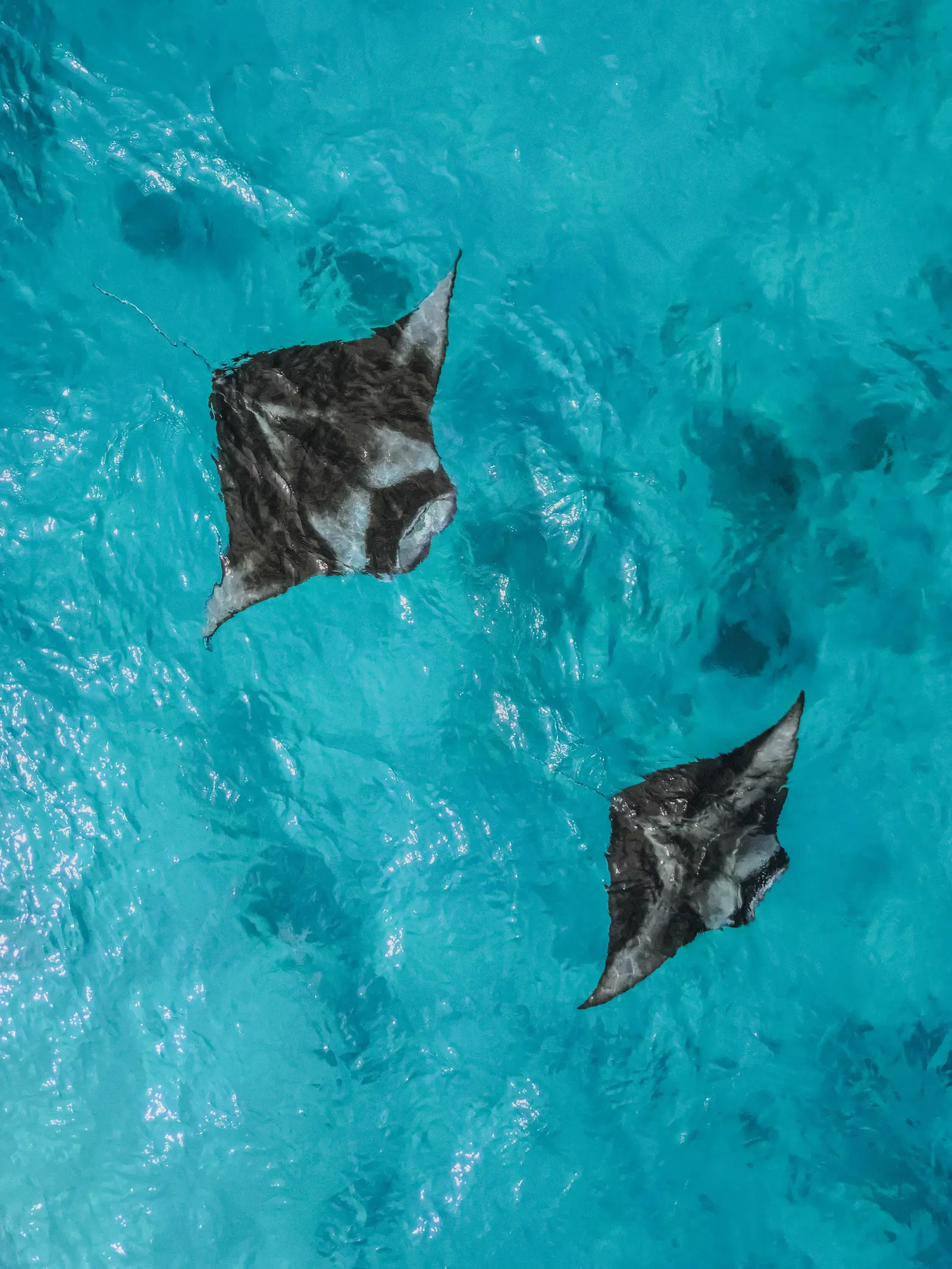 2 rays swimming in shallow turquoise water, seen from above.