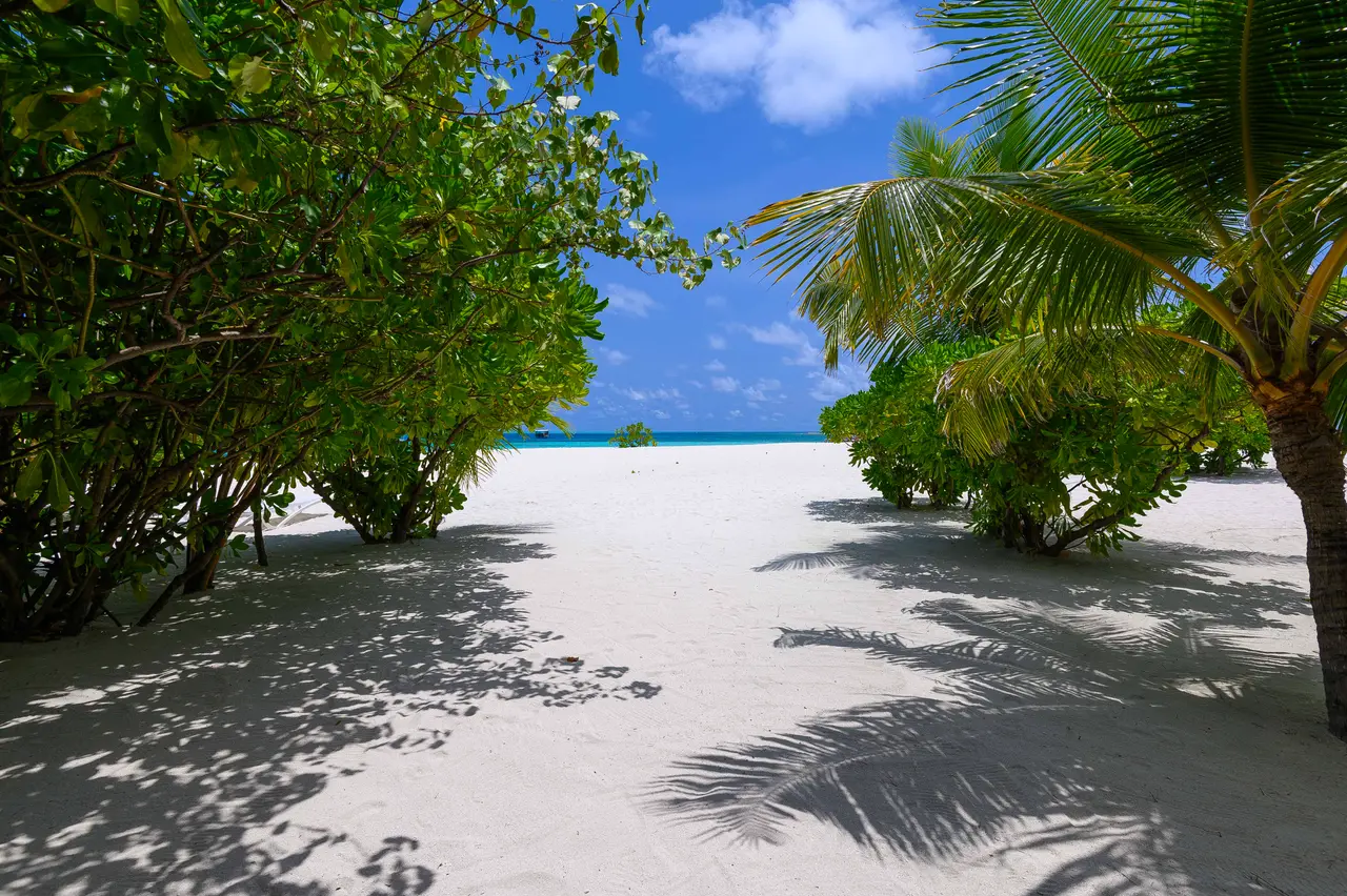 A path of white sand between shrubs and palms, ending at the lagoon.