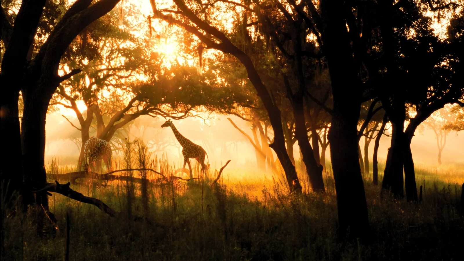 Giraffes in the resort savanna