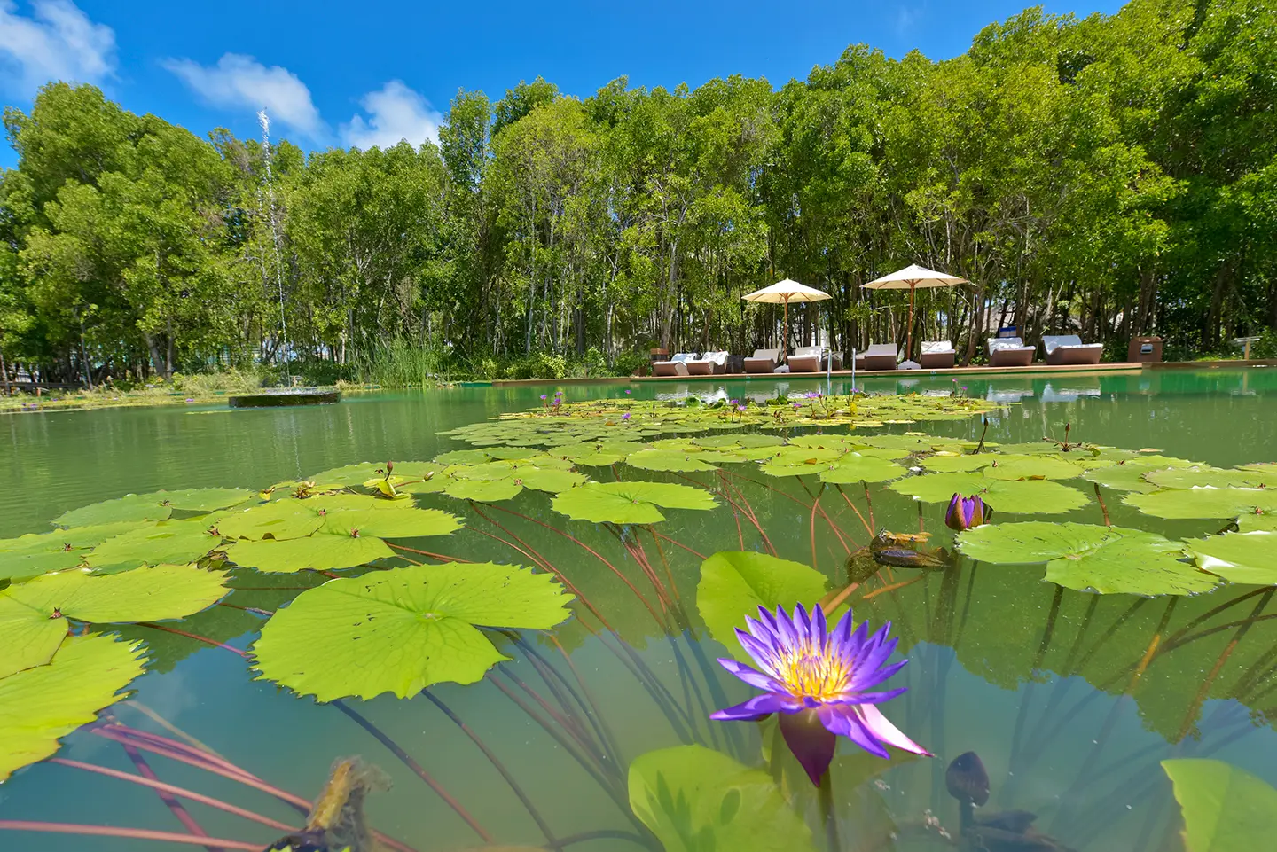 A purple water lily close up on the lake, among the broad leaves, with loungers and parasols under the mangroves behind.