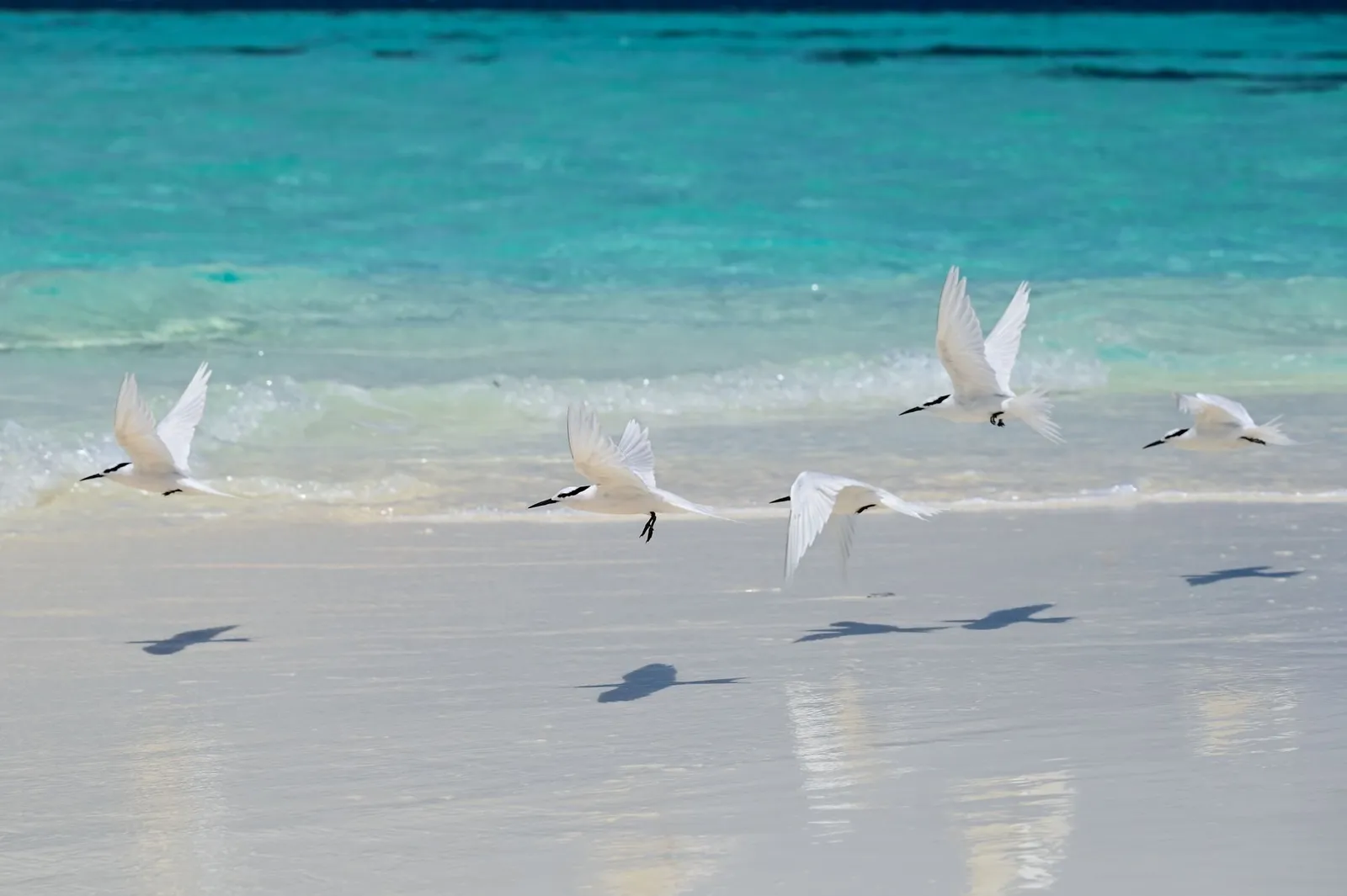 A flight of white herons over the wet sand of the lagoon.