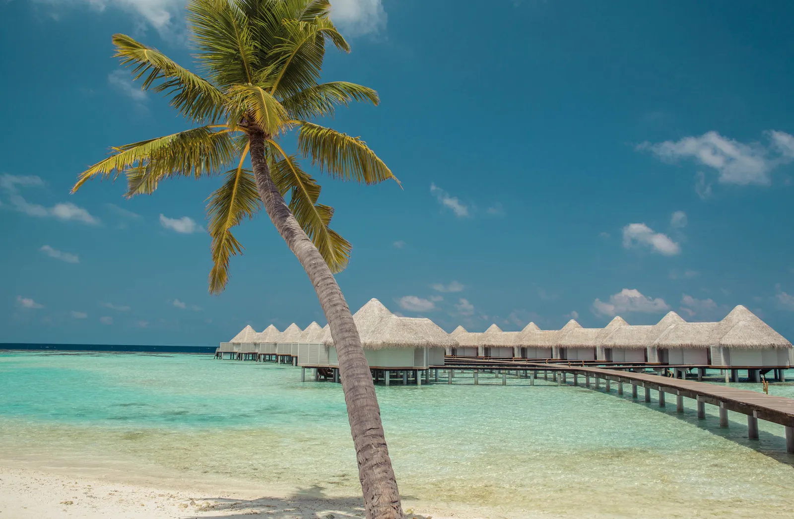 A palm leaning over the beach and, behind it, the jetty of water villas in the pale lagoon.