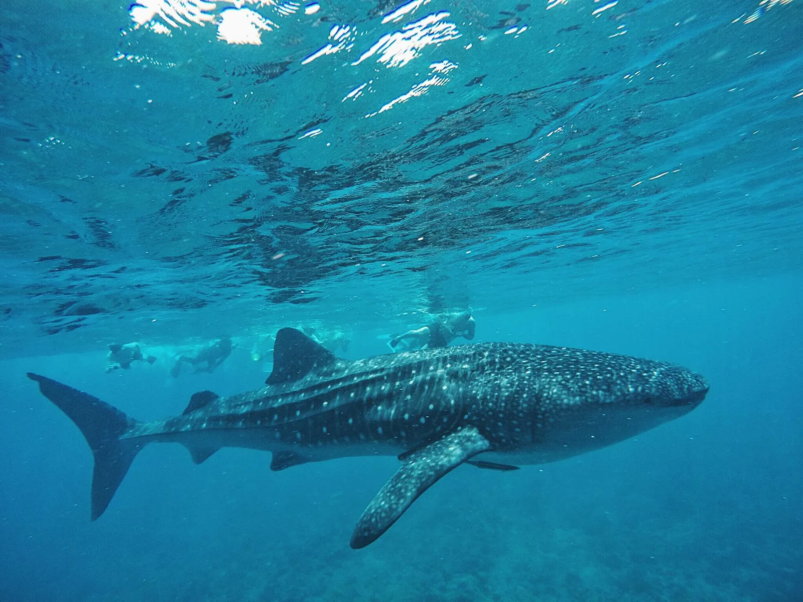 A whale shark swimming below the surface, a few snorkellers behind it in the blue water.