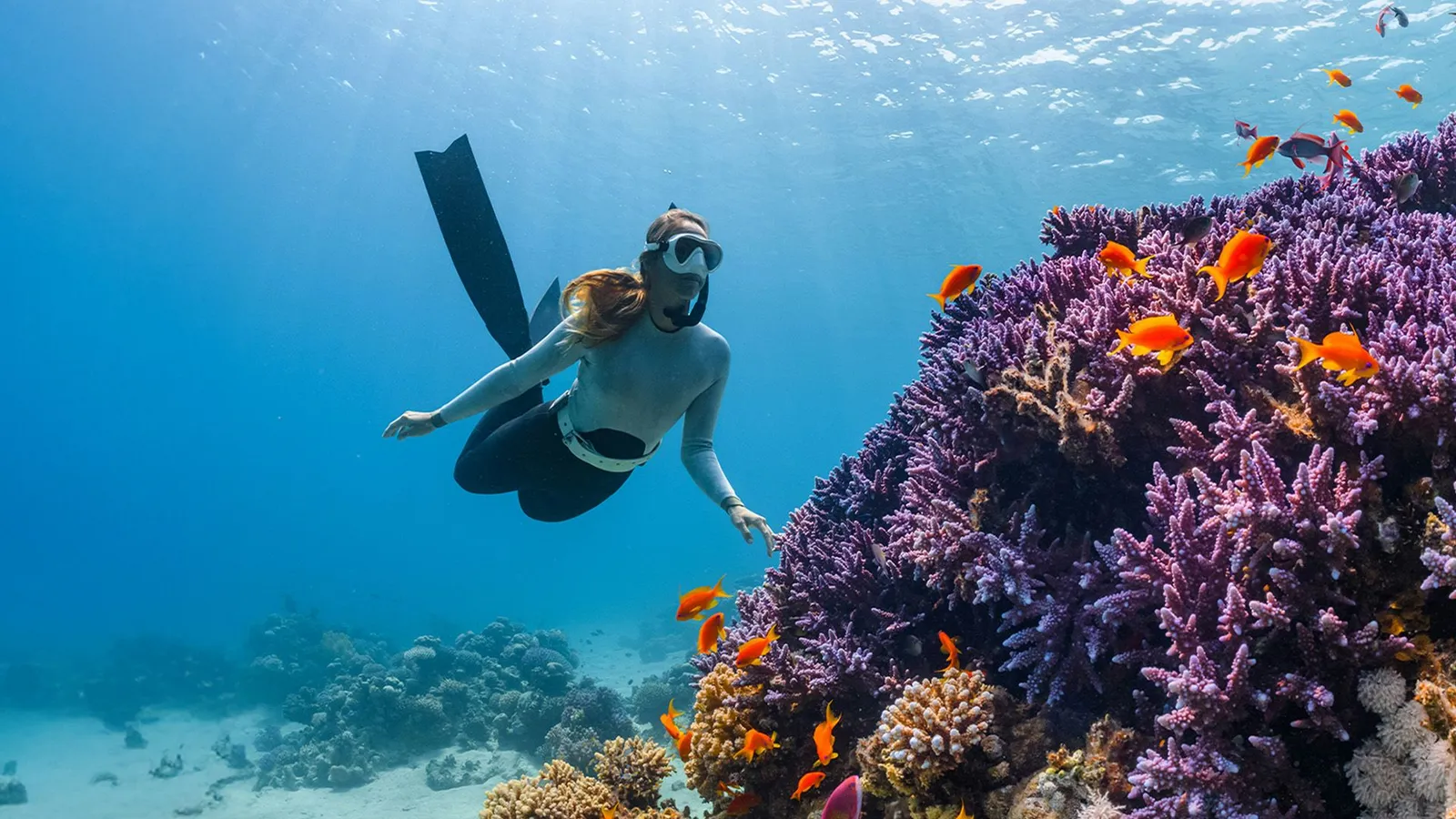 A snorkeller beside a wall of purple coral, orange fish around