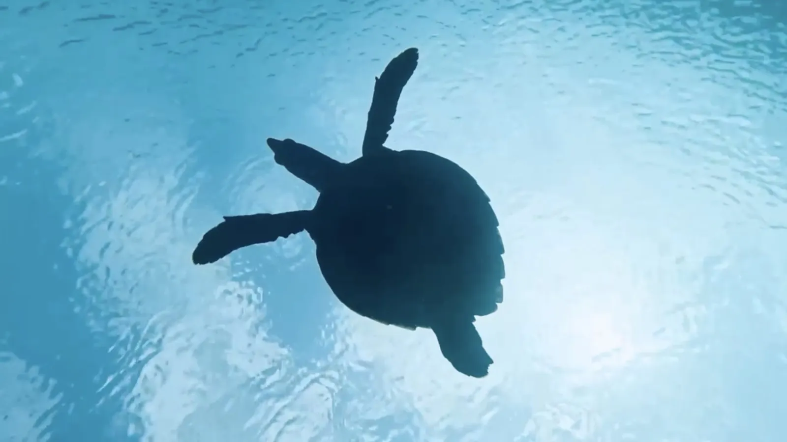 The outline of a turtle swimming beneath the surface