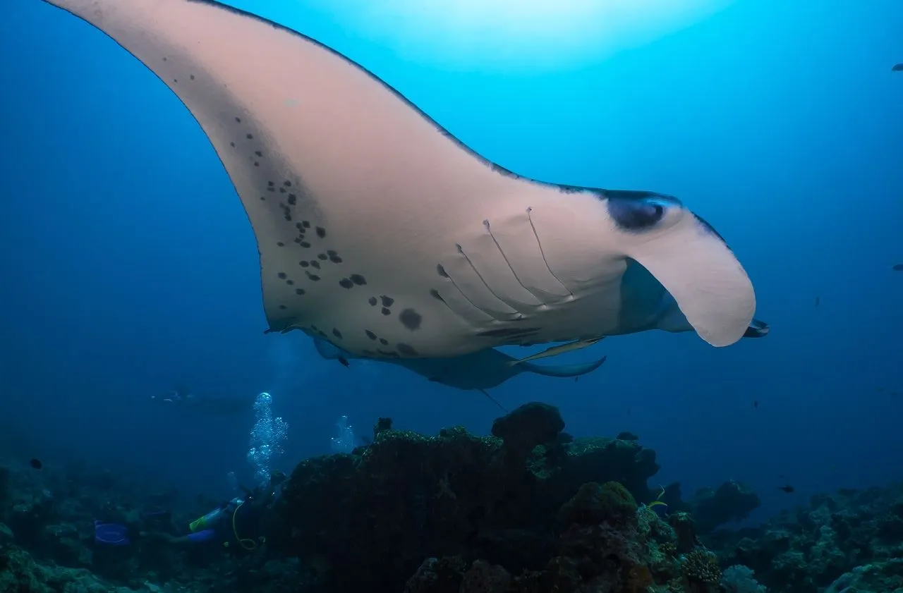 A manta ray glides over the reef, with a diver further down.