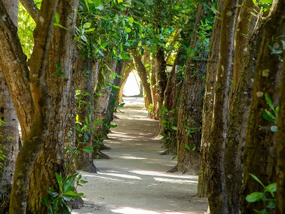 A sandy path between 2 rows of trunks under a roof of leaves, towards the light of the sea.