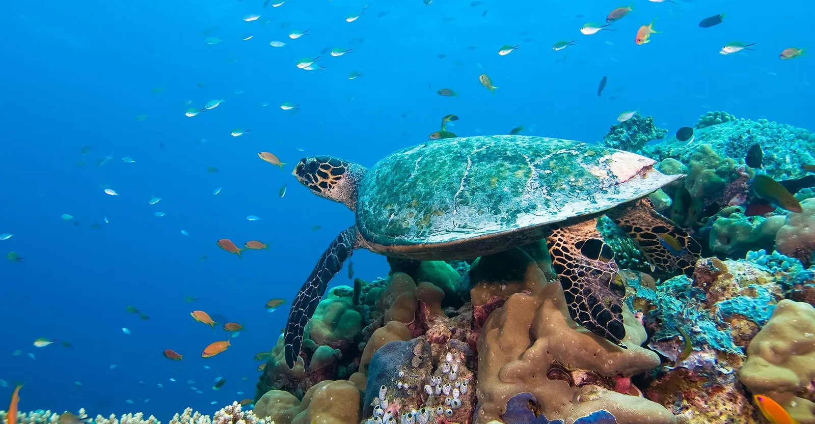 A turtle swims over the coral, among fish, in blue water.