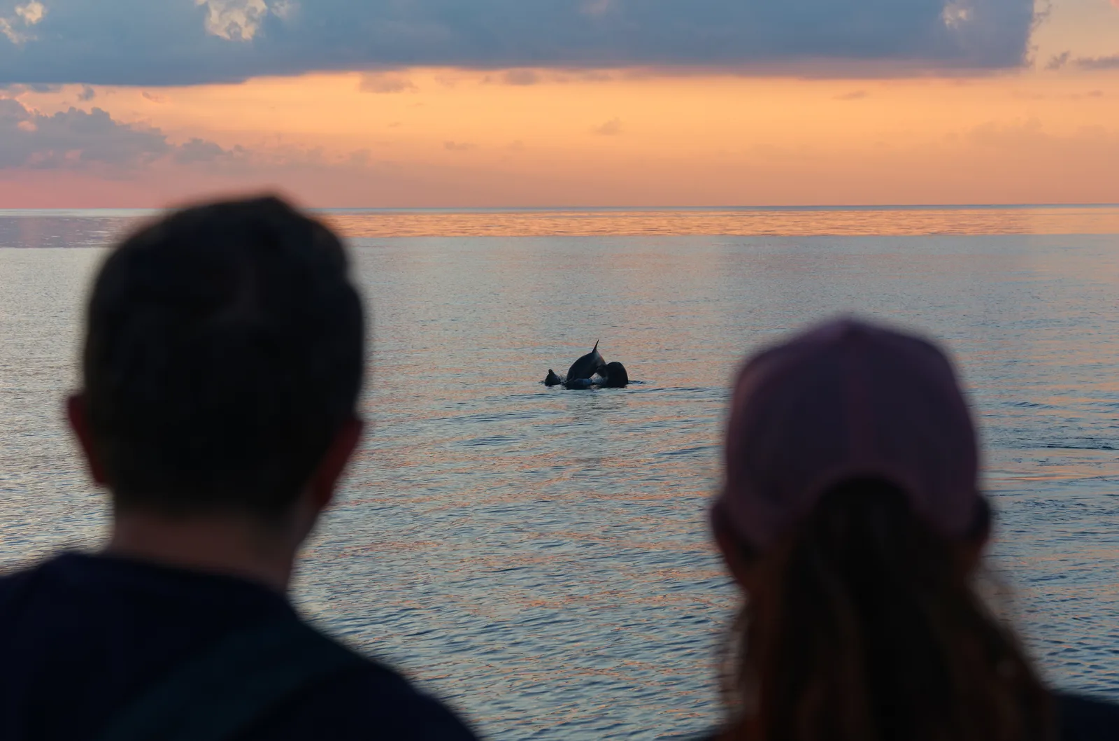 2 guests, seen from behind, watch a dolphin leap from the water at sunset.