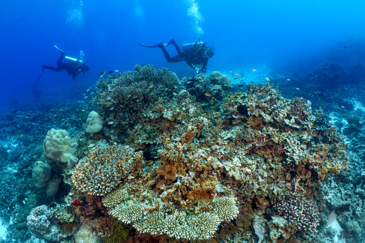 Underwater, 2 divers swim above a garden of hard corals in the blue.