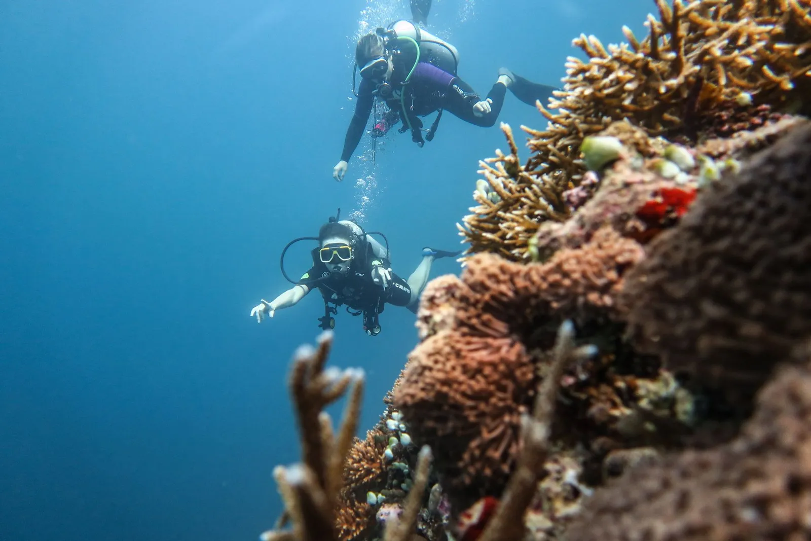 2 divers swim along a coral wall, among sponges and branching coral.