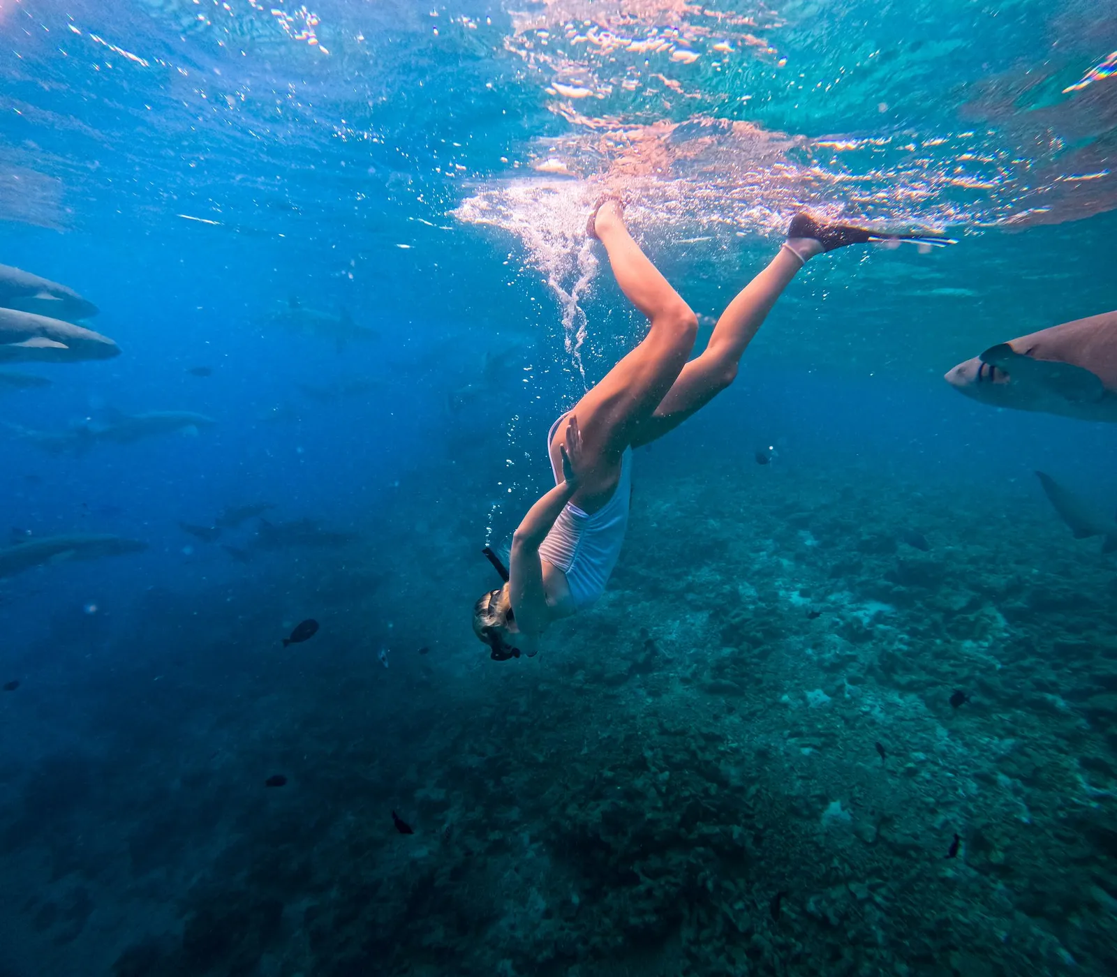 Underwater, a woman dives towards the bottom with mask and fins, among fish, in the blue above the reef.
