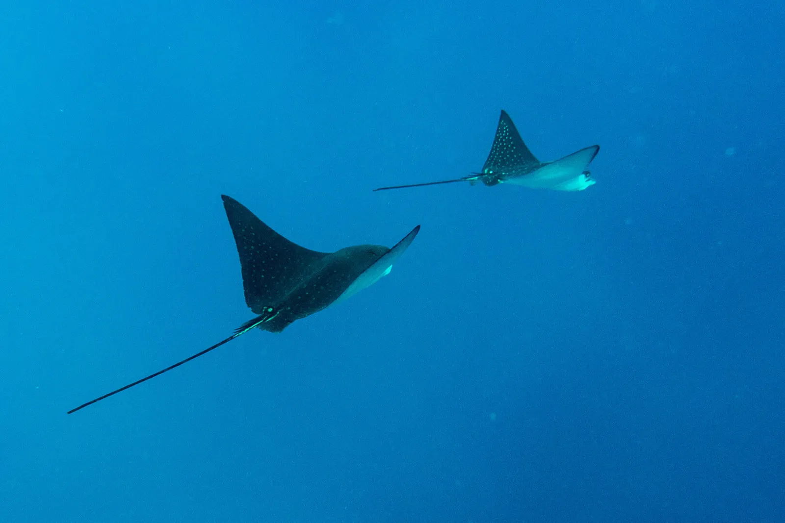 2 eagle rays glide through the blue, one close and one further off.