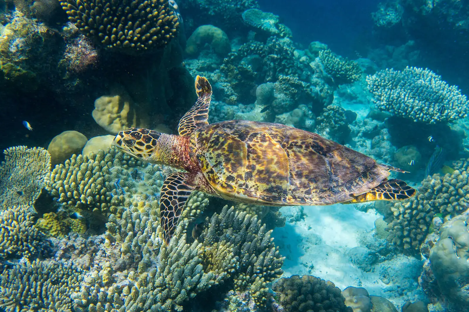 A turtle swims among the reef’s hard corals, in clear water.