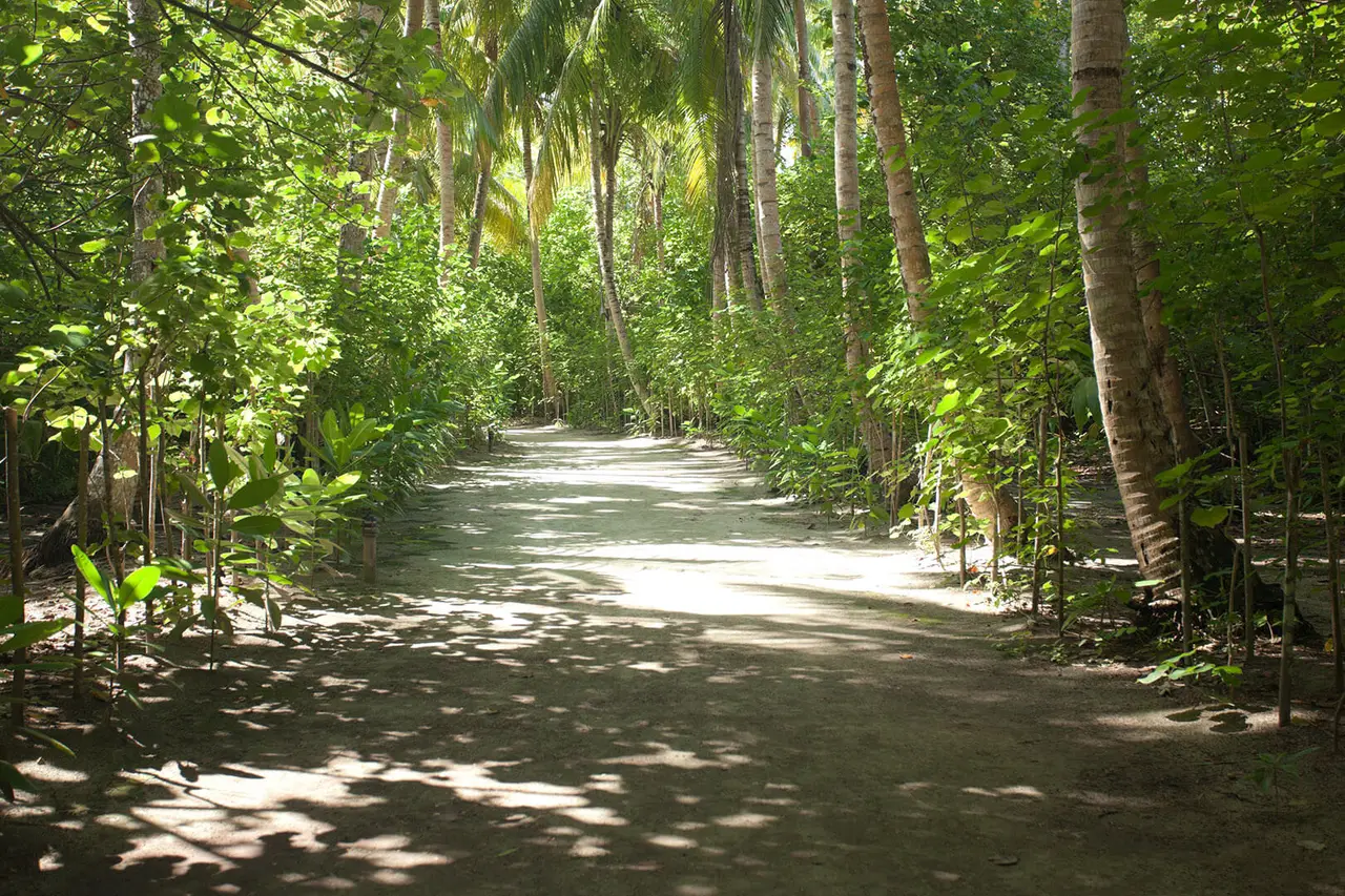 A sandy path runs in the shade of trees and palms, through the island’s dense green.