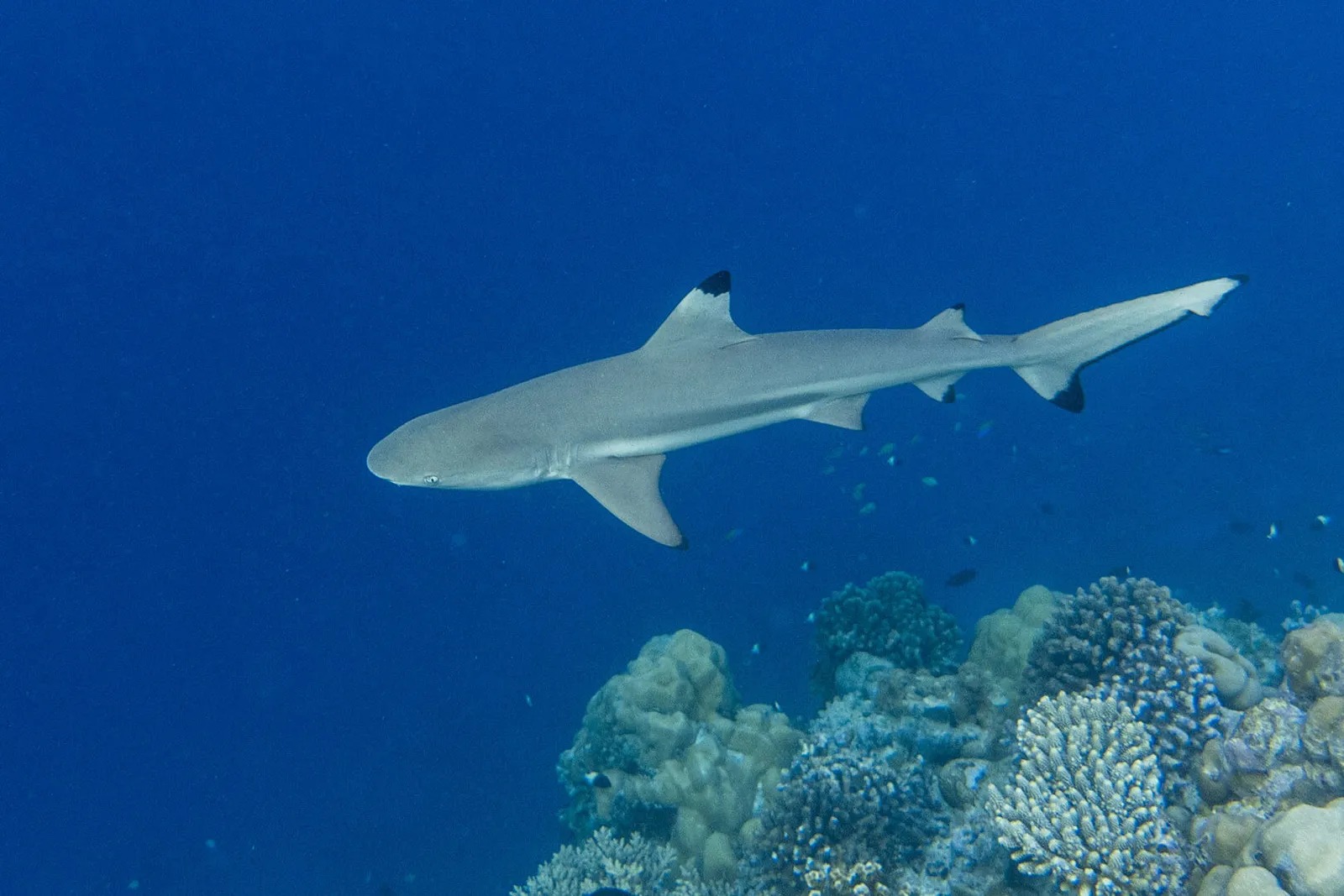A blacktip reef shark swims in the blue above the reef’s corals.