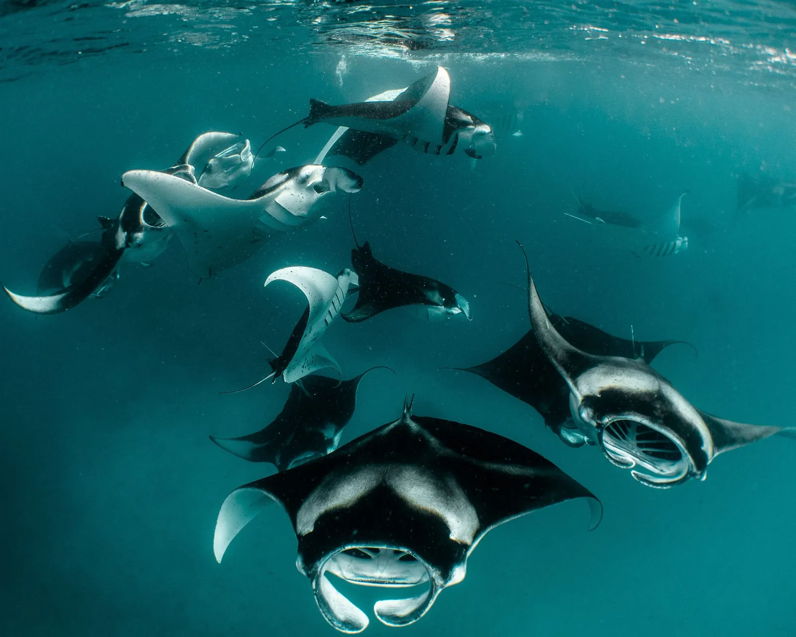 A group of manta rays feeding, mouths open, in blue water
