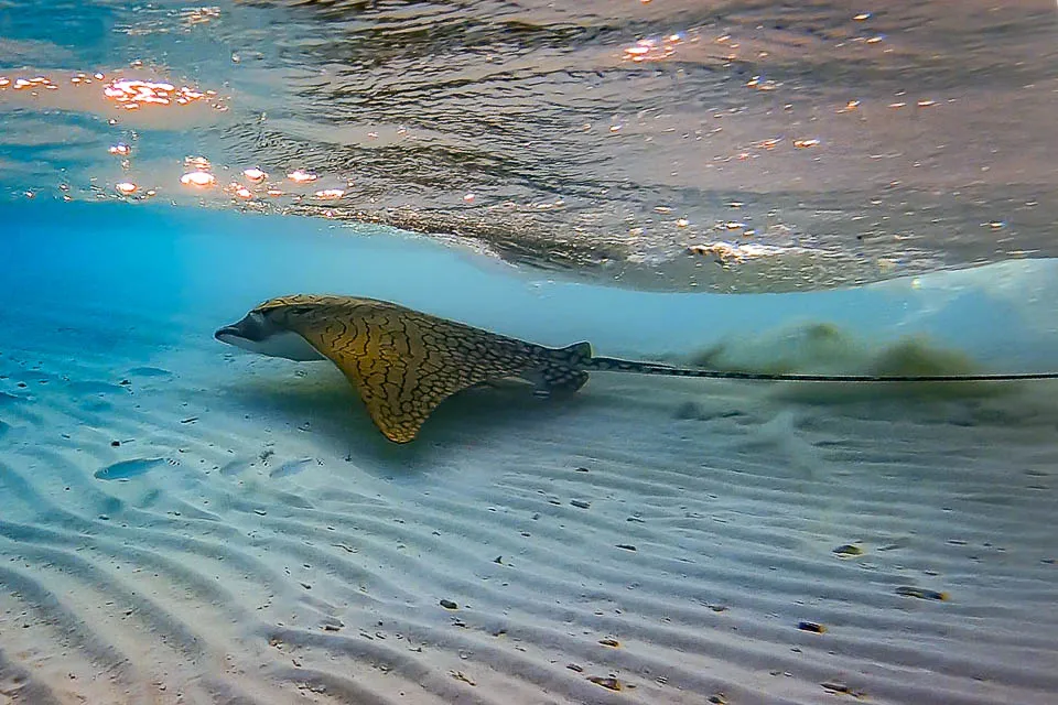 A rare ornate eagle ray swimming off Landaa Giraavaru, February 2018