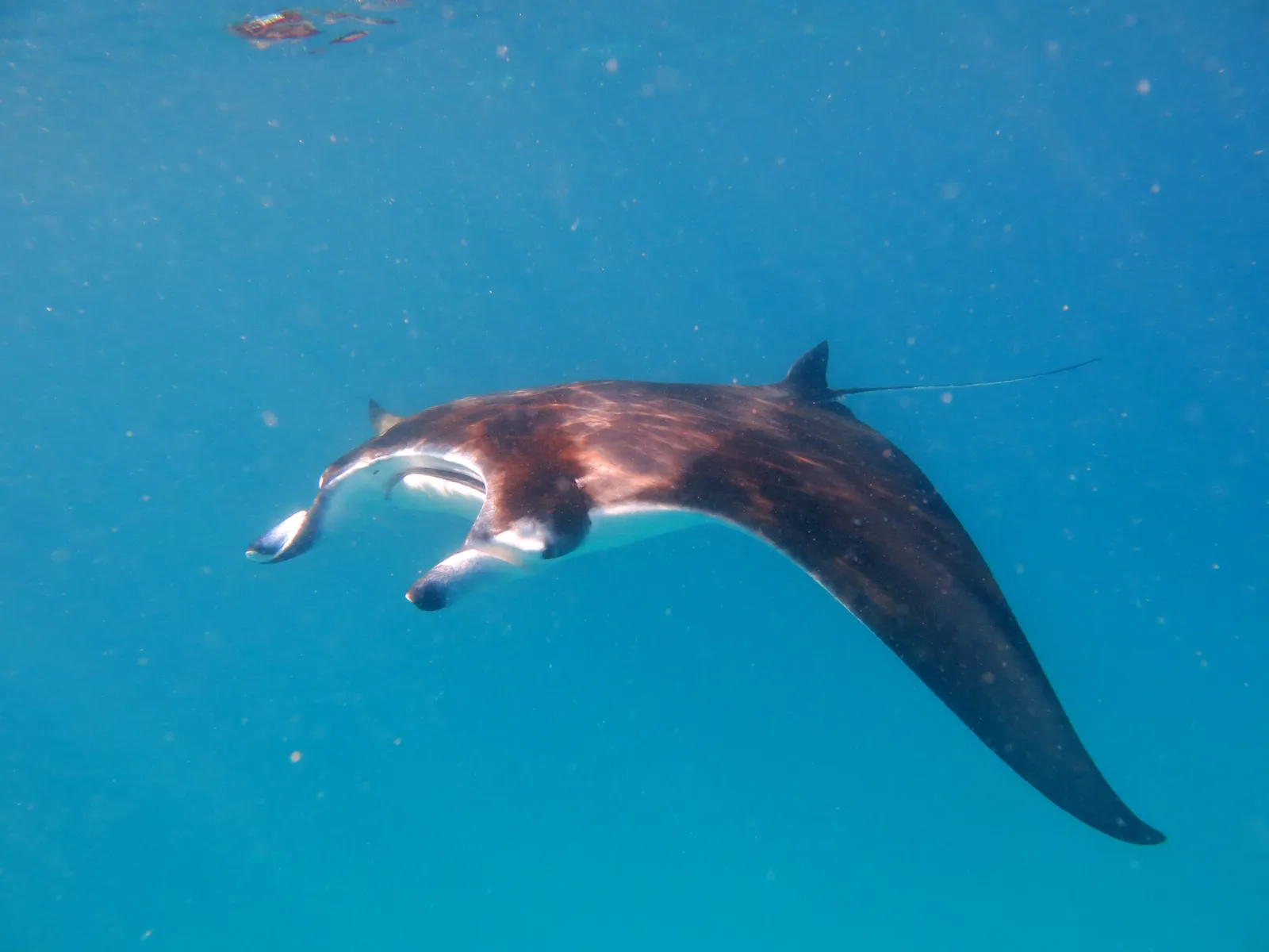 A reef manta swimming in the blue of Baa Atoll, seen from below