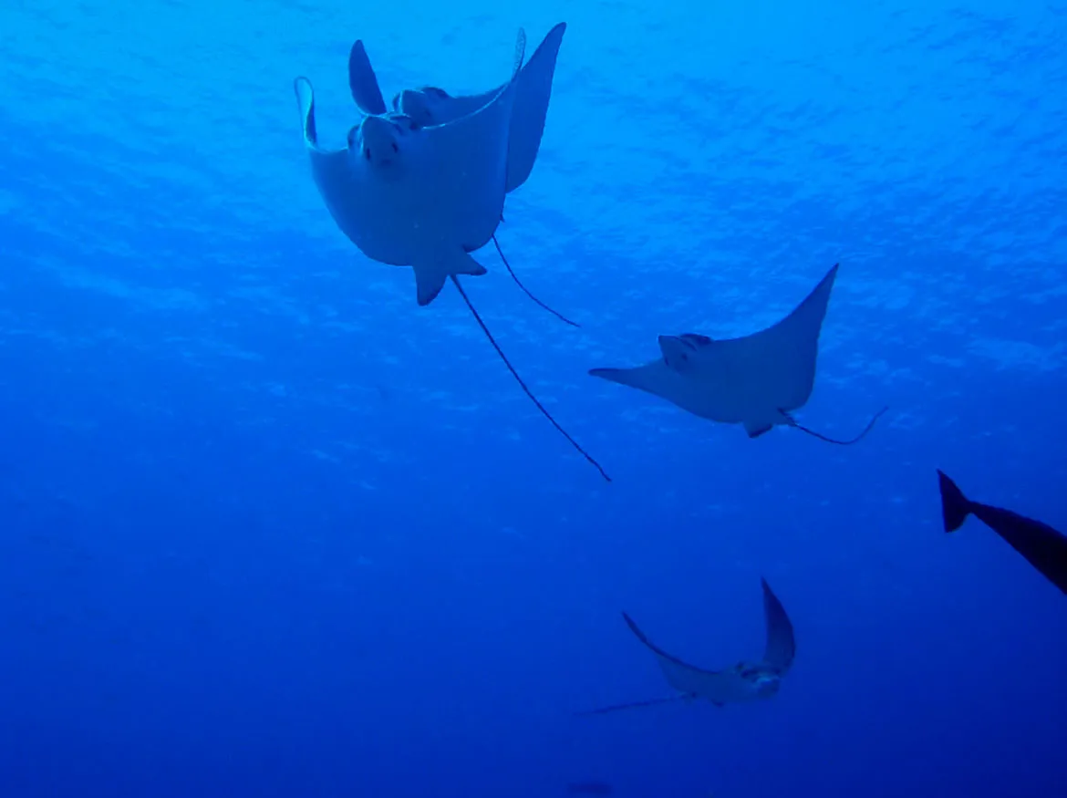 4 eagle rays swim through the blue, seen from below.